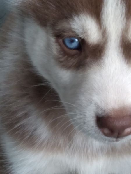 Siberian husky puppy