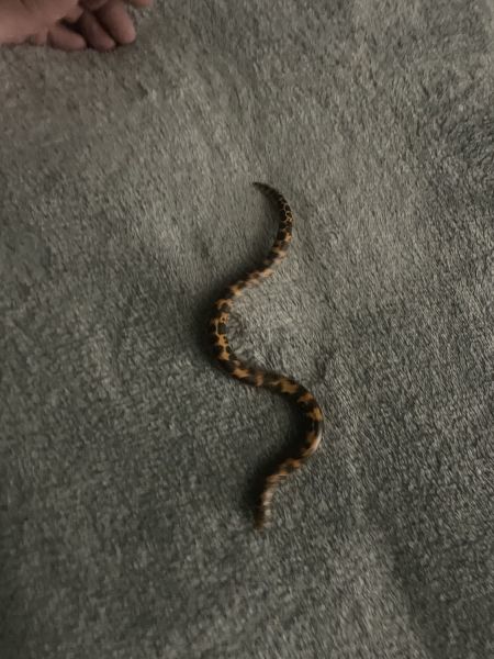 Kenyan sand boa