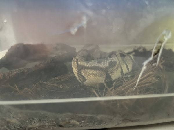 7 month Old Einche Super Pastel