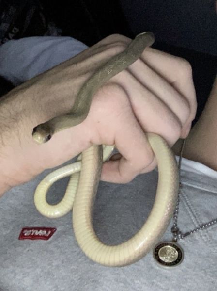 West African Egg Eater Snake