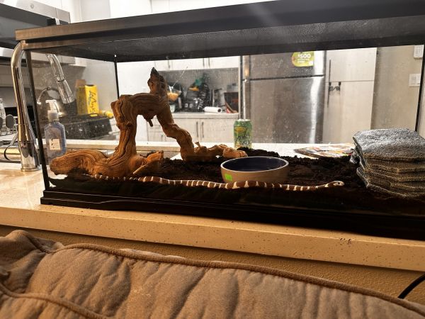 Cali King baby snake