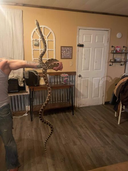 6ft bull snake