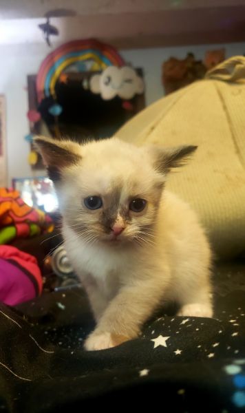 Siamese kitten