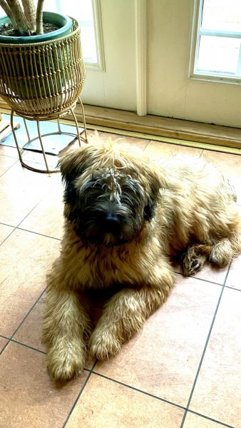 Sweet, playful female puppy