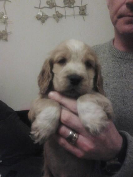 3 Show Prn,fn Clear Cocker Spaniel Pups