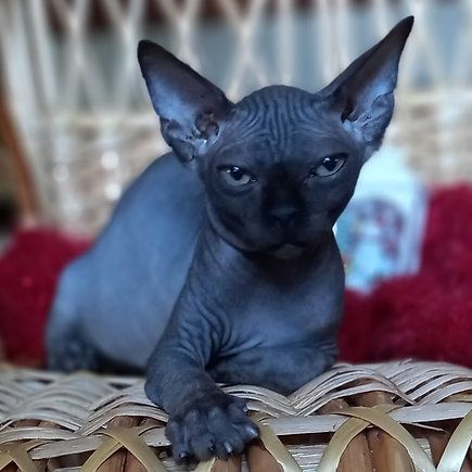 Health Tested Sphynx Kittens