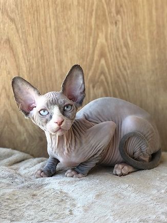 Tested Sphynx Kittens