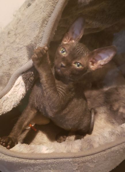 Male Sphynx looking for his forever Home