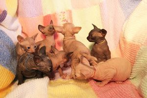 Spyhnx kittens for sale