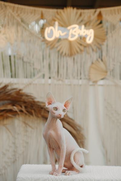 Sphynx kittens. Fun and loving