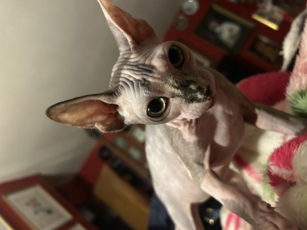 Blue calico kitten Sphinx