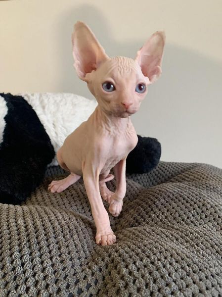 Haireless Male & Female Sphynx Kittens For Sale