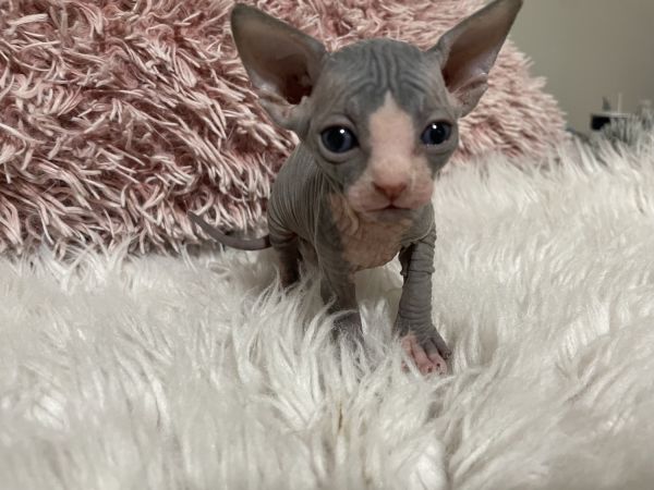 Sphynx kittens