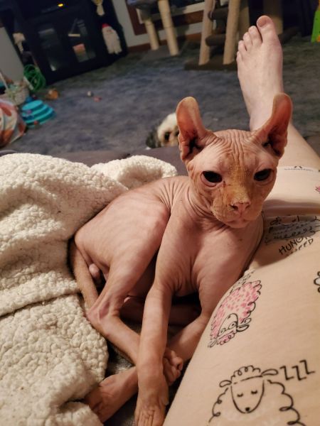 Sphinx cinnamon tabbie