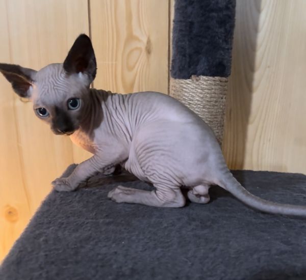 Sphynx kittens (hairless)