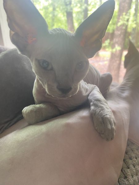 Sphynx kittens