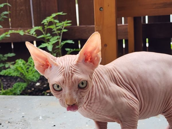 Sphynx kittens
