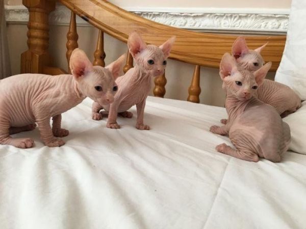 Sphynx buy baby kittens