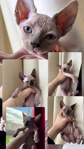 kitten sphinxes