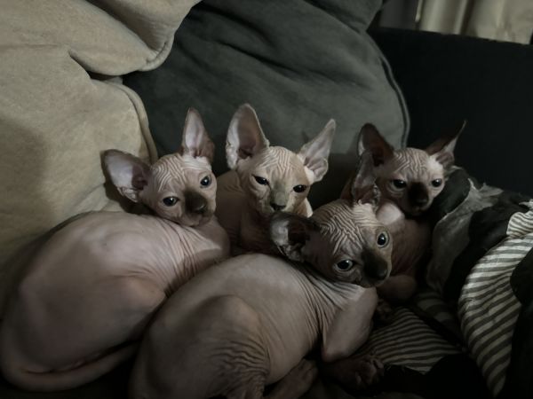 Kitten sphynx
