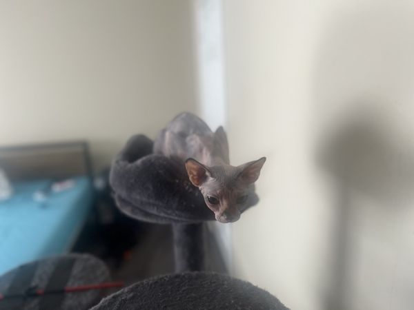 Sphynx cat