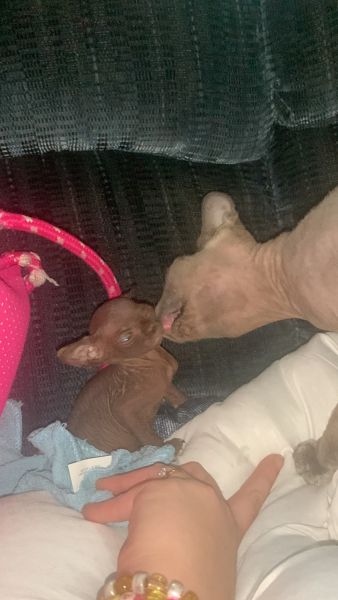 Sphynx kittens for sale