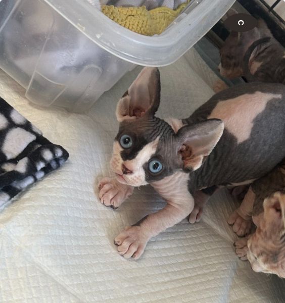 Sphynx/Devon kittens