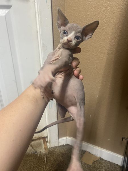 Sphynx available