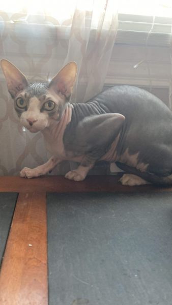 Sphynx needing a new home