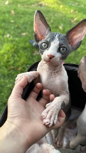 Sphynx kittens