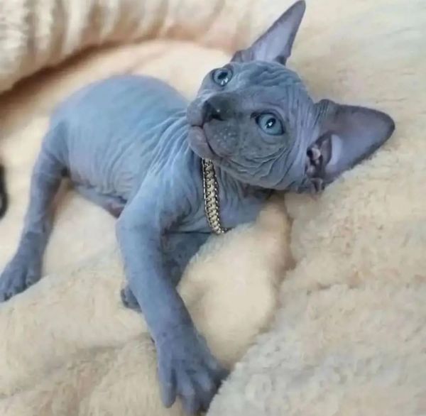 Smart Sphynx Kittens