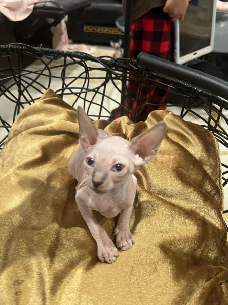 Sphynx kittens