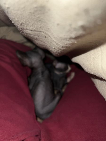 Sphynx kittens