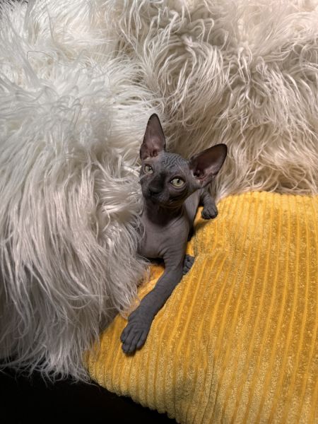Sphynx Kittens