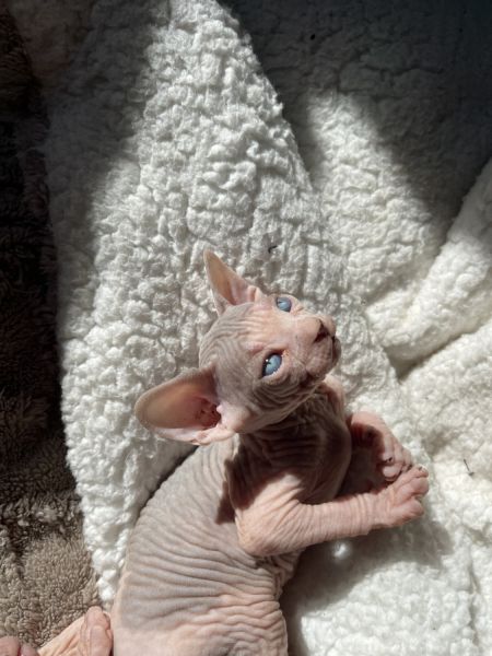 2 female sphynx kittens