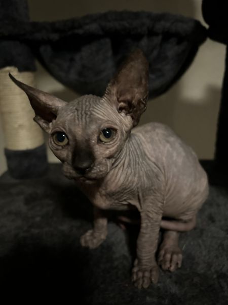 Hairless cat Syknyx Calico kitties