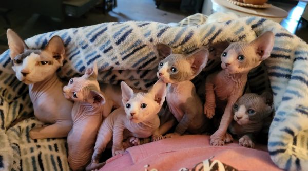 Sphynx kittens