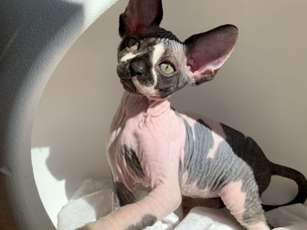 Sphynx kittens for sale