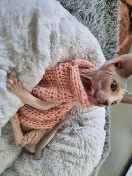 8 weeks old Hairless sphinx cats available and up for new homes.