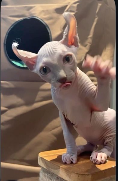 Sphynx Kitten