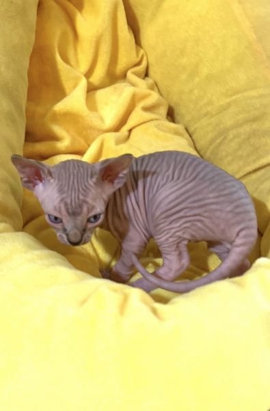 Sphynx kittens