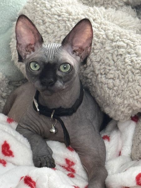 Black and black white kittend