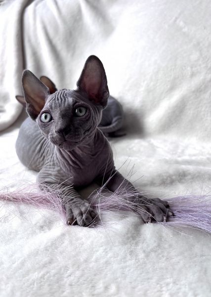 Sphynx cat for sale