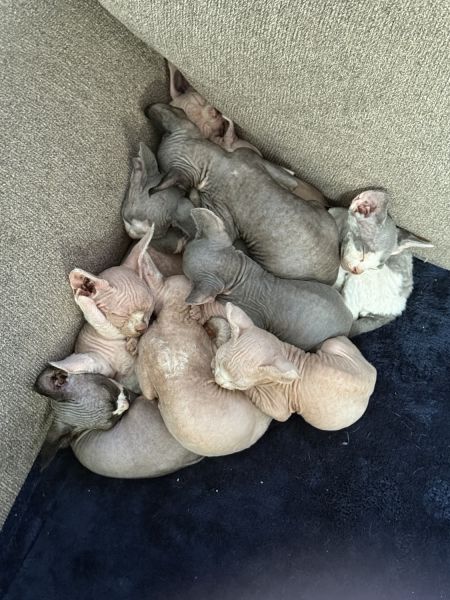 Sphynx kittens for sale