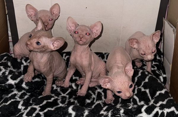 Sphynx kittens available