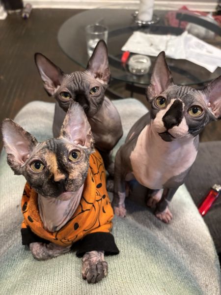 Sphynx available