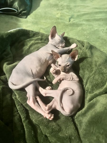 Beautiful Sphynx