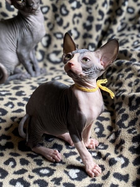 Super cute Sphynx boy kitten