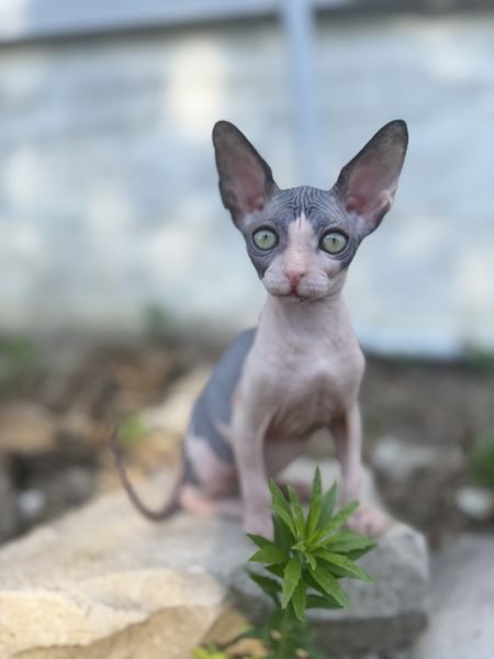 Sphynx girl