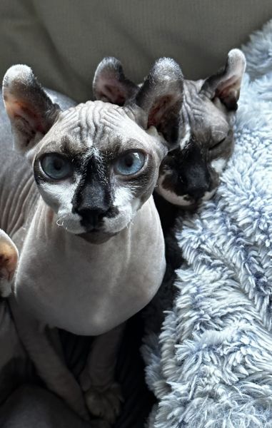 Sphynx/ Devon Rex Kittens 4.5 Months
